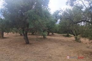Gualtieri, terreno con casolare rurale