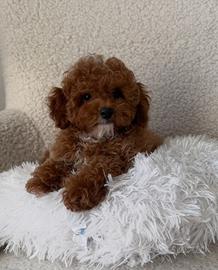 BARBONCINI - BARBONCINO TOY CUCCIOLI rossi