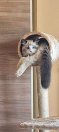 Maschio Ragdoll con pedigree