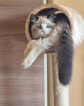 Maschio Ragdoll con pedigree