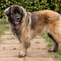 Cuccioli Leonberger