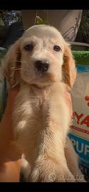 Disponibili cuccioli di setter inglese