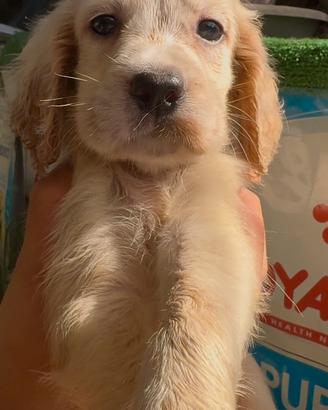 Disponibili cuccioli di setter inglese