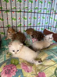Cuccioli di gatto siberiano ipoallergenici