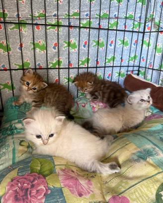 Cuccioli di gatto siberiano ipoallergenici
