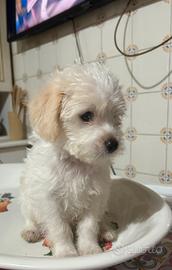 Mini toy maltipoo
