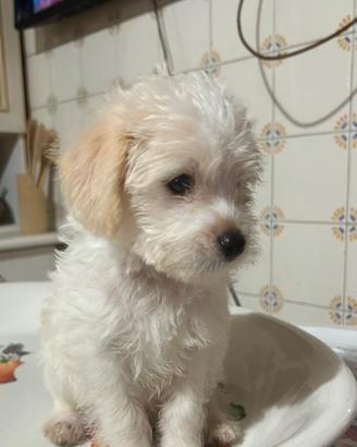 Mini toy maltipoo