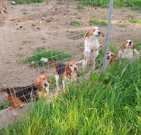 Beagle pedigre