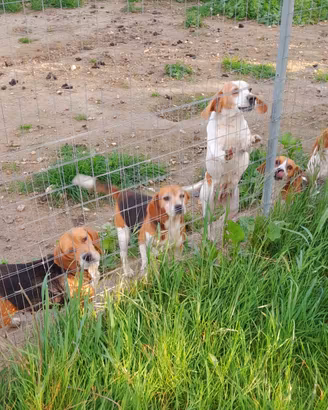 Beagle pedigre