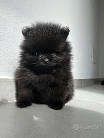 Volpino di Pomerania Spitz