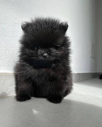 Volpino di Pomerania Spitz