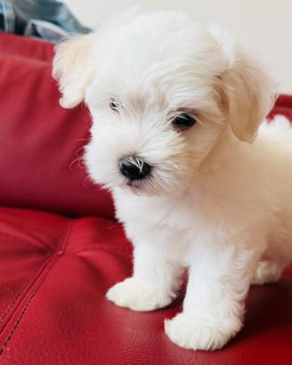 Maltese appena nato