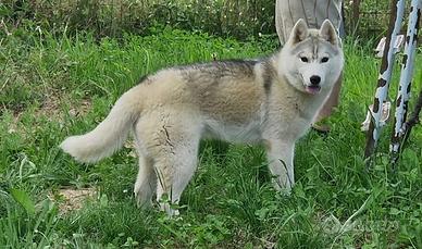 Cuccioloni di Siberian Husky