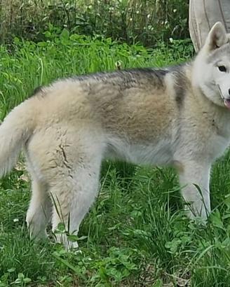 Cuccioloni di Siberian Husky