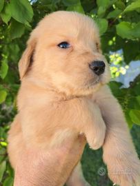 Labrador