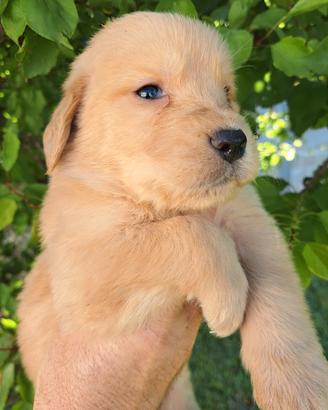Labrador