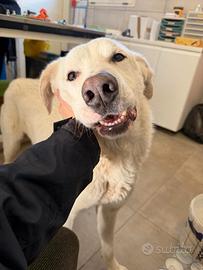 Milo da troppo tempo aspetta una famiglia