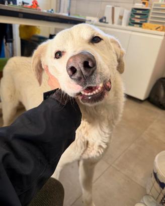 Milo da troppo tempo aspetta una famiglia