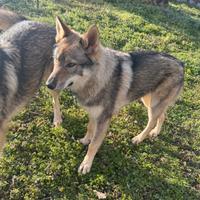 Femmine lupo cecoslovacco