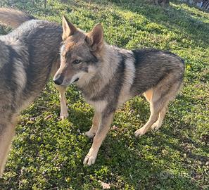 Femmine lupo cecoslovacco