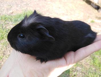 Cavia / Porcellino d'India