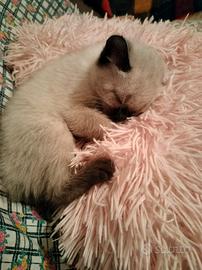 Cuccioli gatto siamese