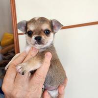 Cuccioli di chihuahua