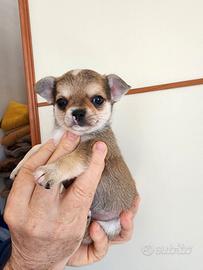Cuccioli di chihuahua