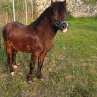 Pony maschio