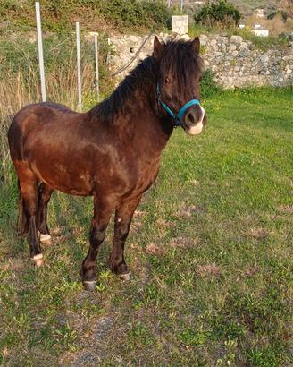 Pony maschio