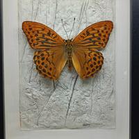 cornice con farfalla