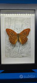 cornice con farfalla