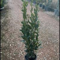 piante da siepe