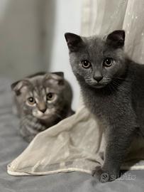 Gatto Scottish Fold