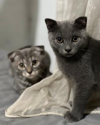 Gatto Scottish Fold
