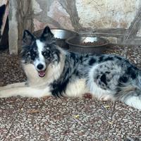 Cucciolona di Border collie