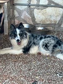 Cucciolona di Border collie
