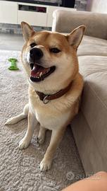 Shiba inu maschio per monta