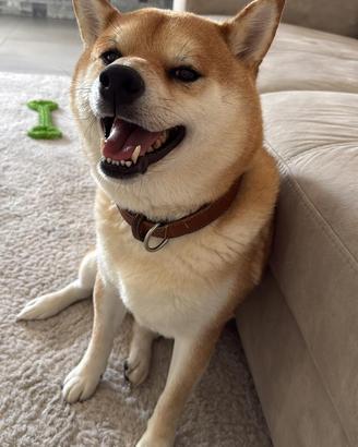 Shiba inu maschio per monta