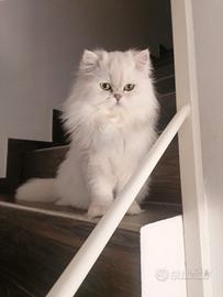 Scottish per accoppiamento