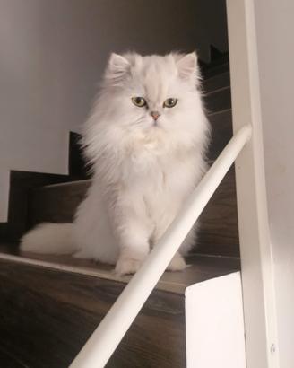 Scottish per accoppiamento