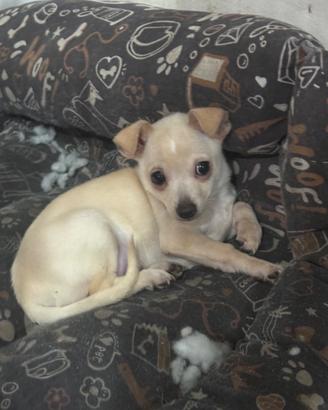 Chihuahua Maschio