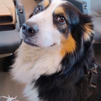 Maschio disponibile per monta