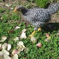 Pulcino maschio amrock