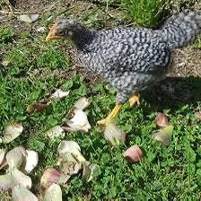 Pulcino maschio amrock