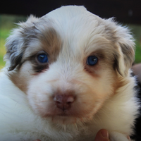 Cucciola Australian shepherd Pastore australiano