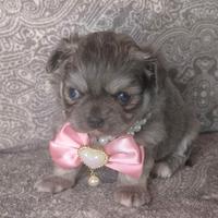 Splendida cucciola di chihuahua