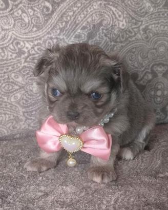 Splendida cucciola di chihuahua