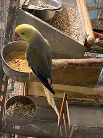 Parrocchetti dal collare