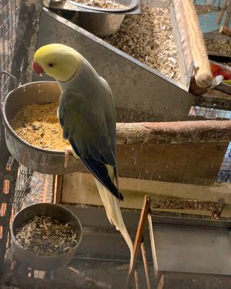 Parrocchetti dal collare